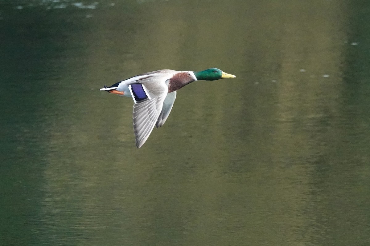 Mallard - ML644758582