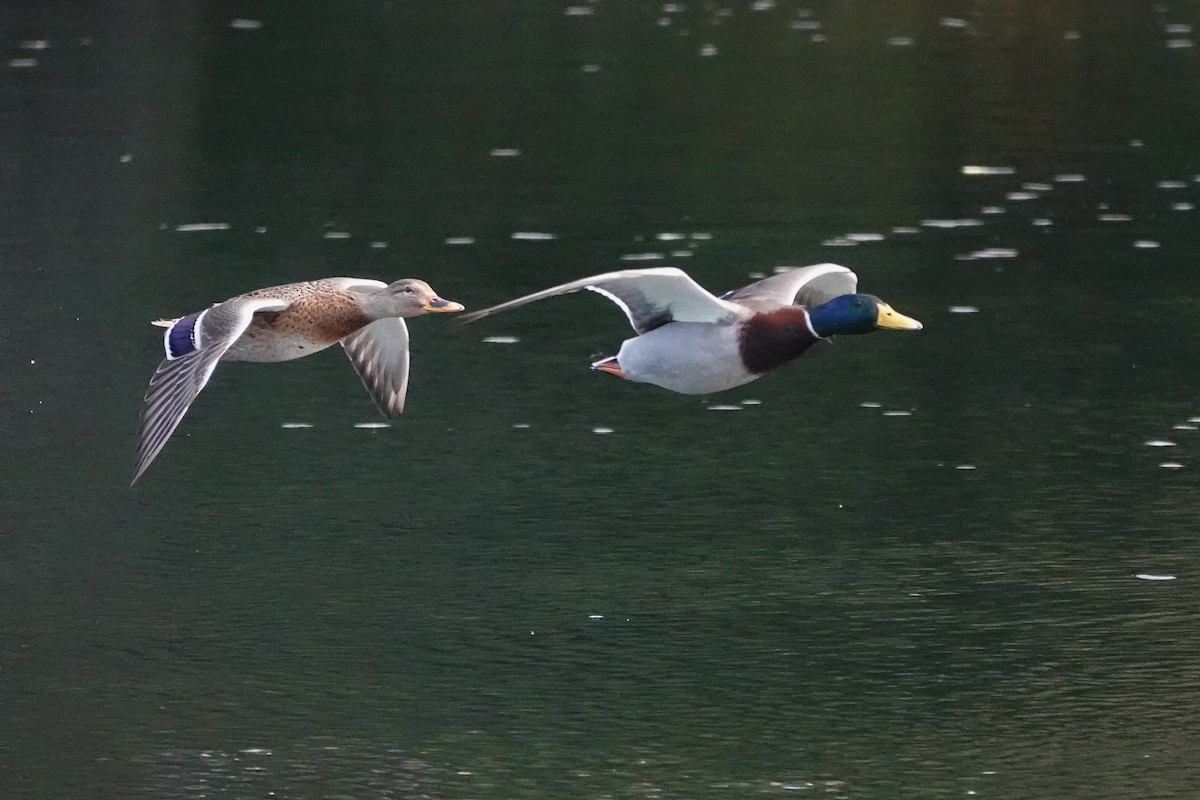 Mallard - ML644758583