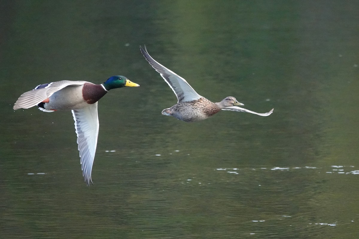 Mallard - ML644758584