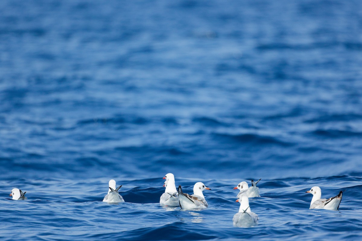 Goéland railleur - ML644758590