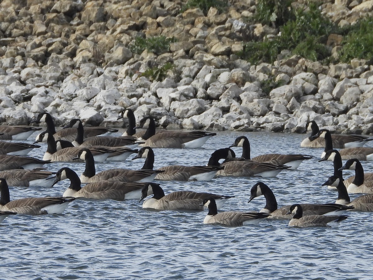 Bernache de Hutchins - ML644758595