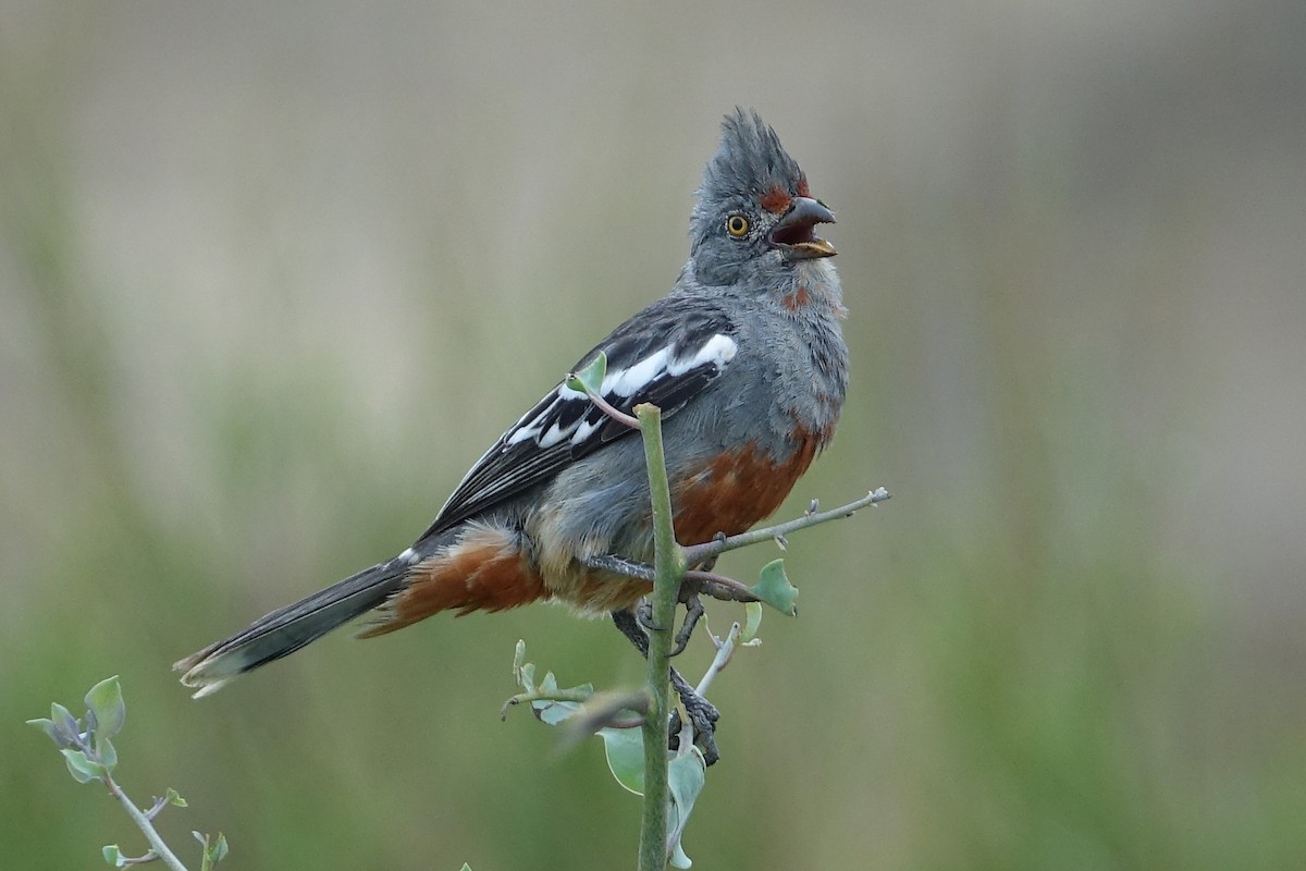 Rara du Pérou - ML644758596