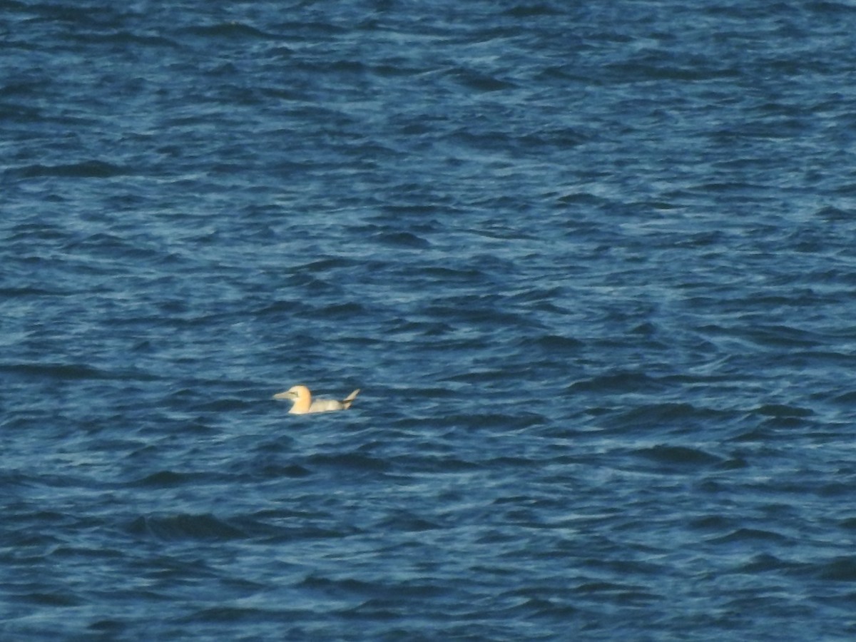 Fou de Bassan - ML644758597