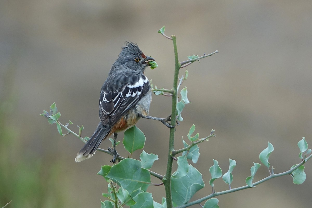 Rara du Pérou - ML644758599
