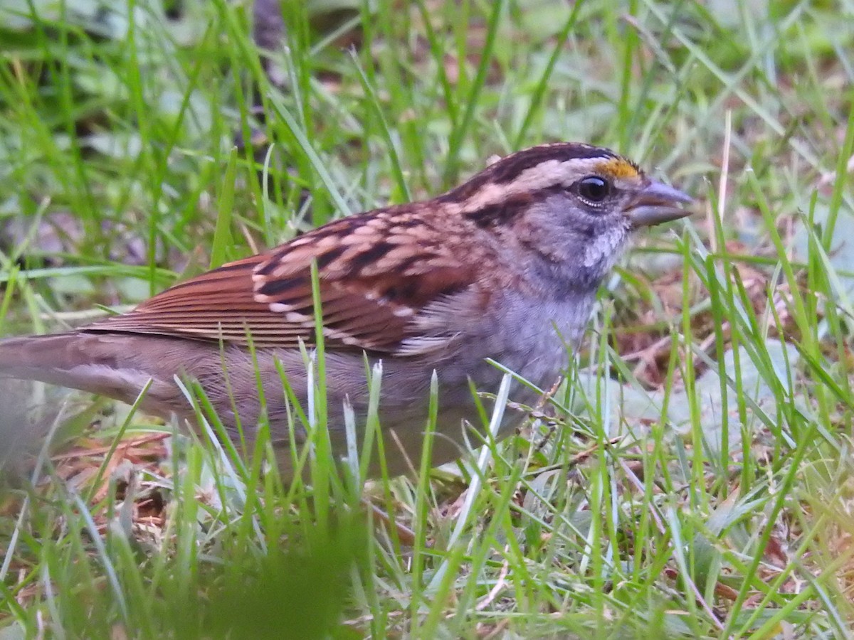 Bruant à gorge blanche - ML644758600