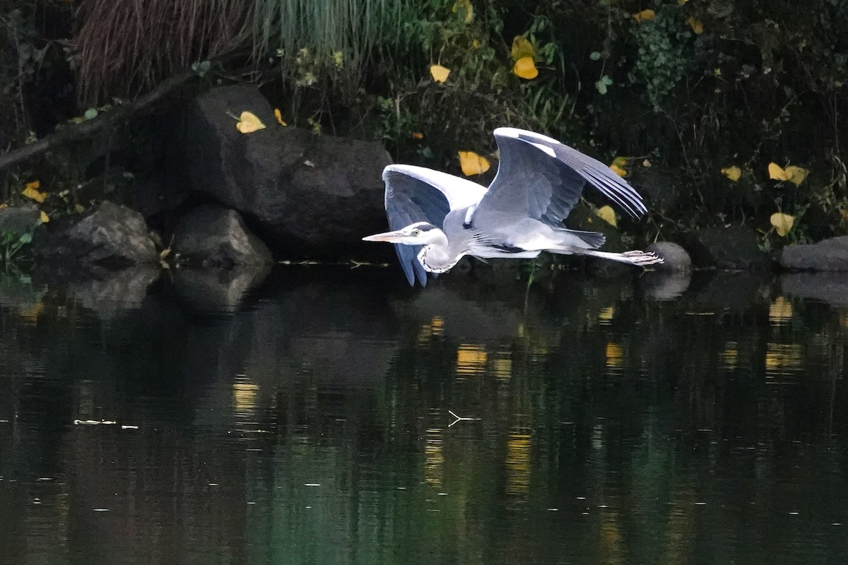 Héron cendré - ML644758602