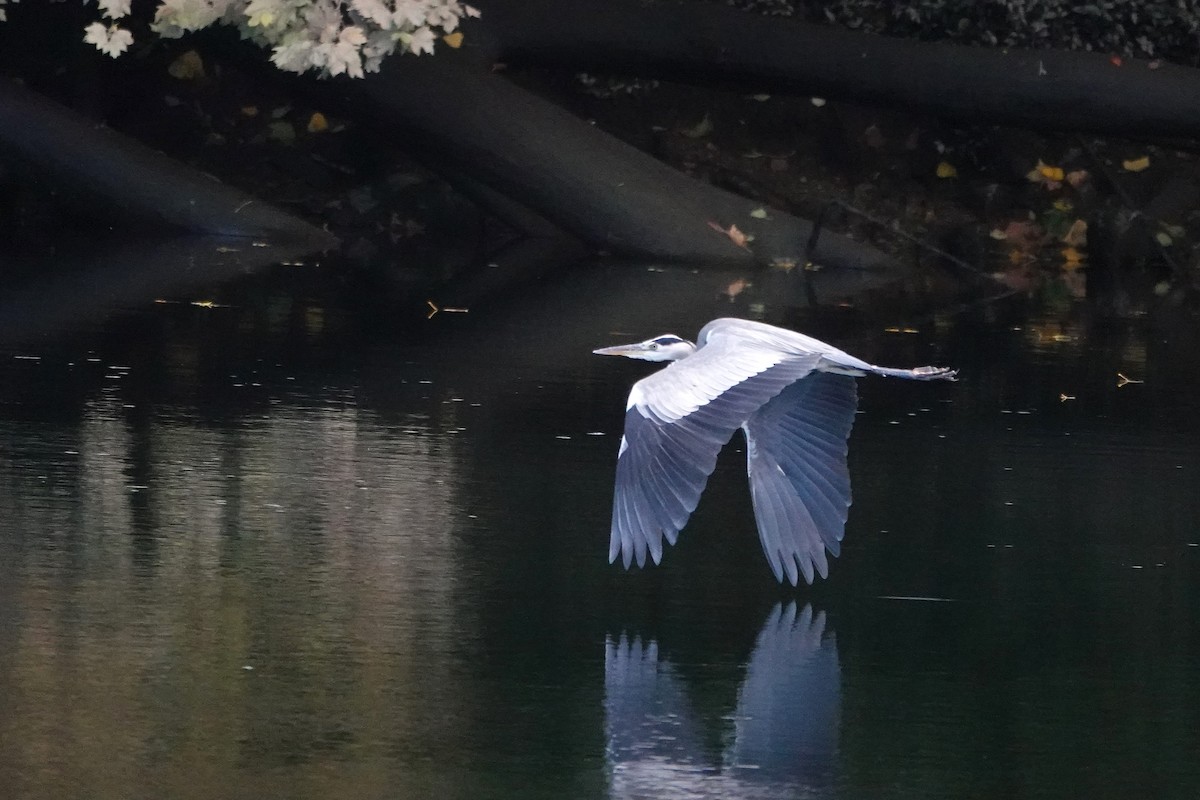 Héron cendré - ML644758604