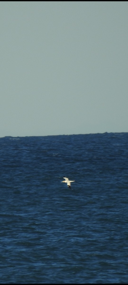 Fou de Bassan - ML644758605