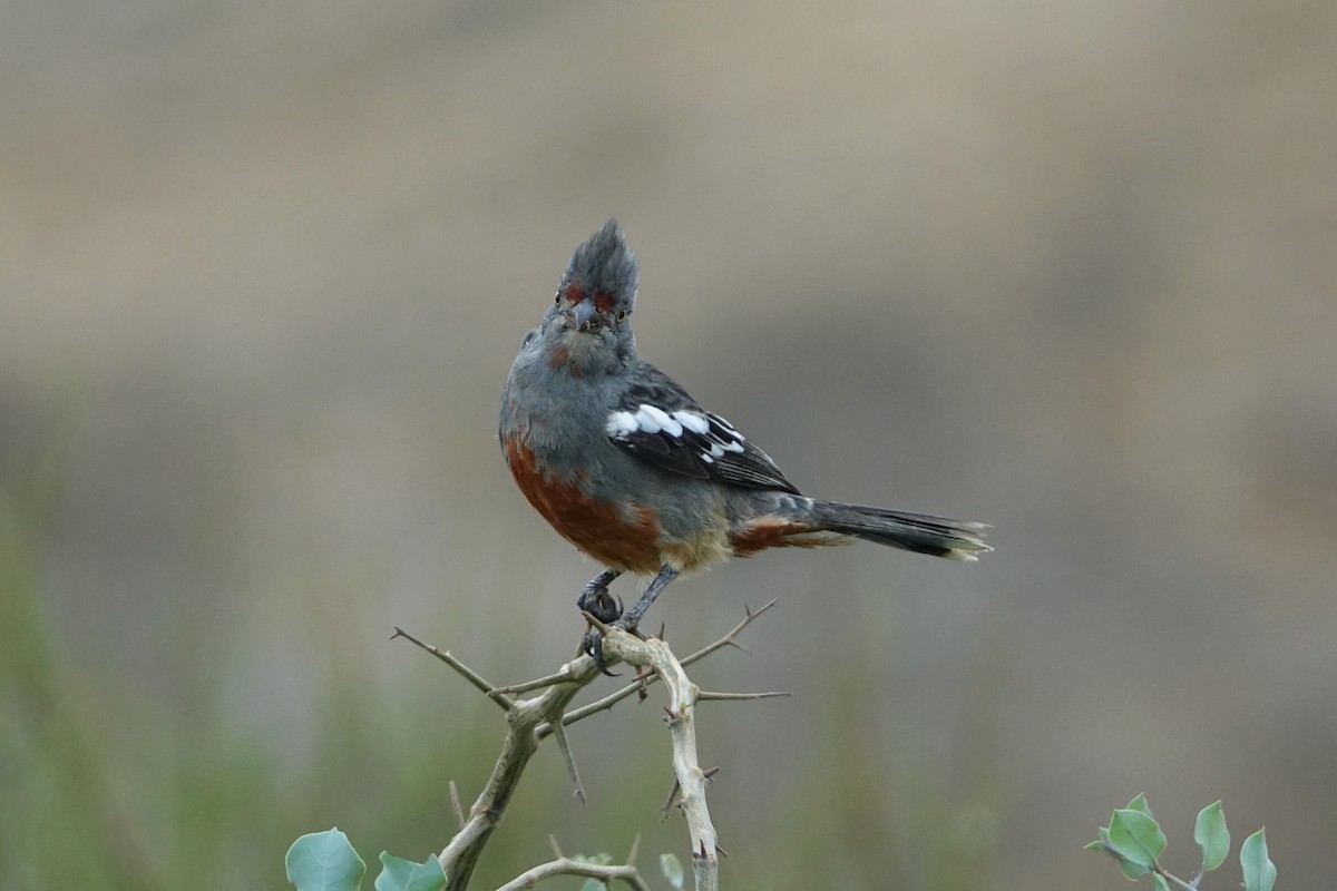 Rara du Pérou - ML644758606