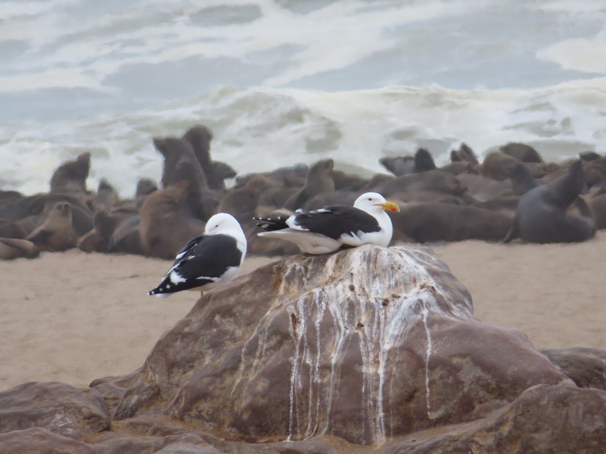 Goéland dominicain - ML644758609