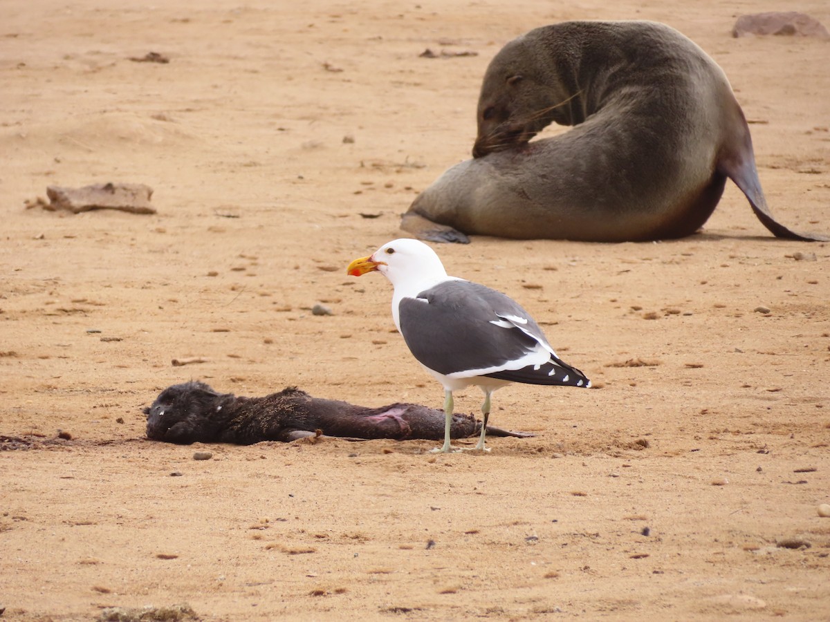 Goéland dominicain - ML644758610