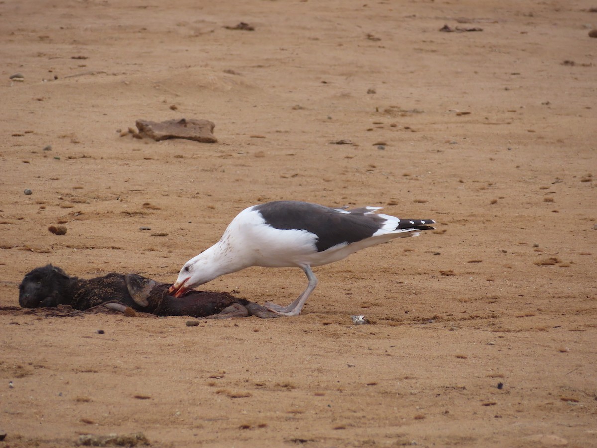 Goéland dominicain - ML644758611