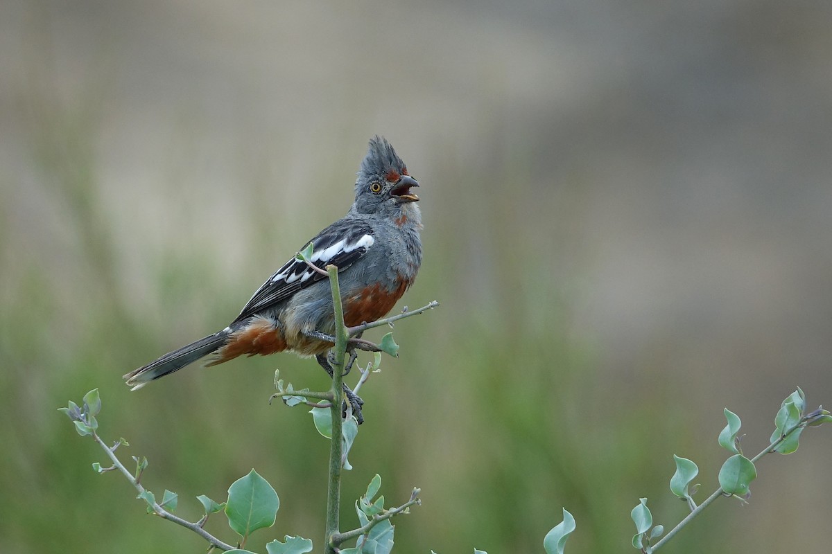 Rara du Pérou - ML644758612