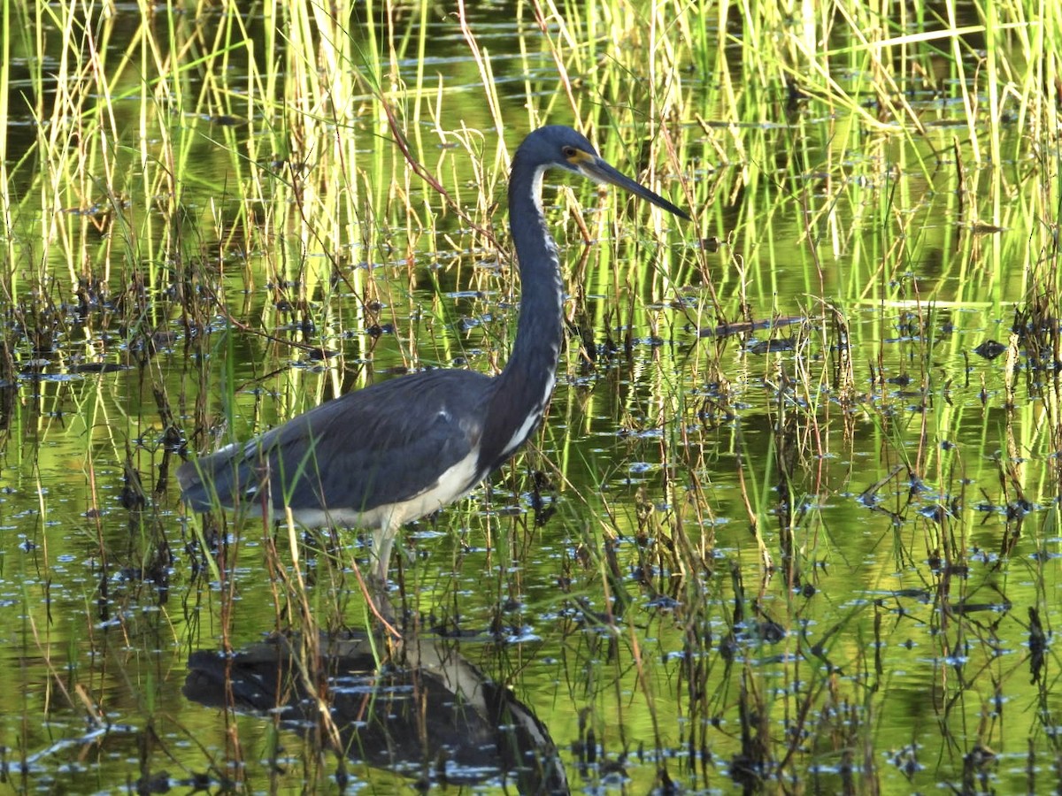 Aigrette tricolore - ML644758613