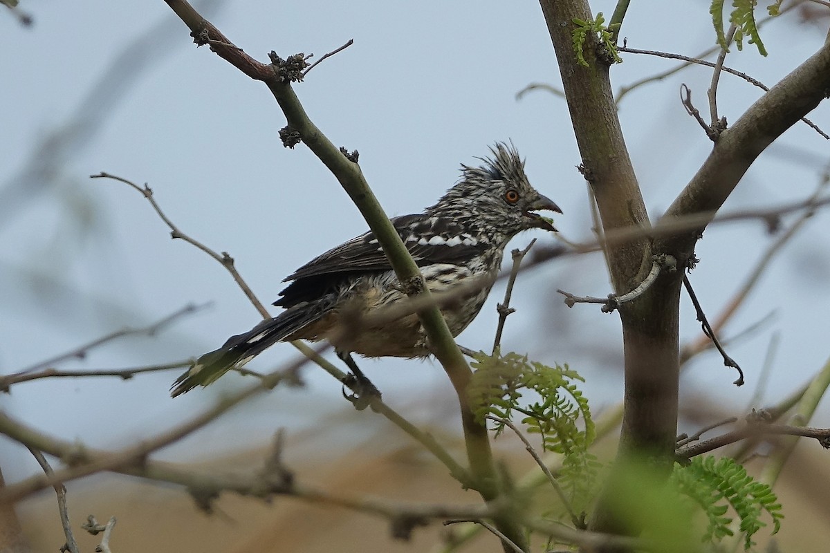 Rara du Pérou - ML644758614