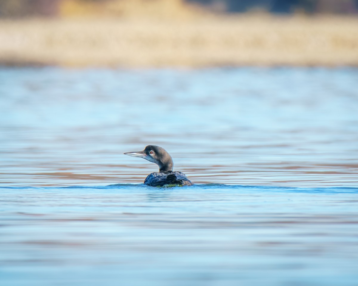 Plongeon huard - ML644758615
