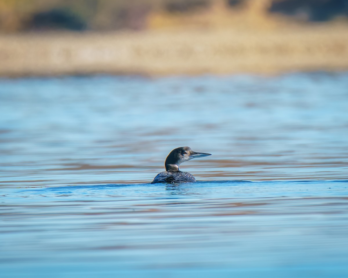 Plongeon huard - ML644758617