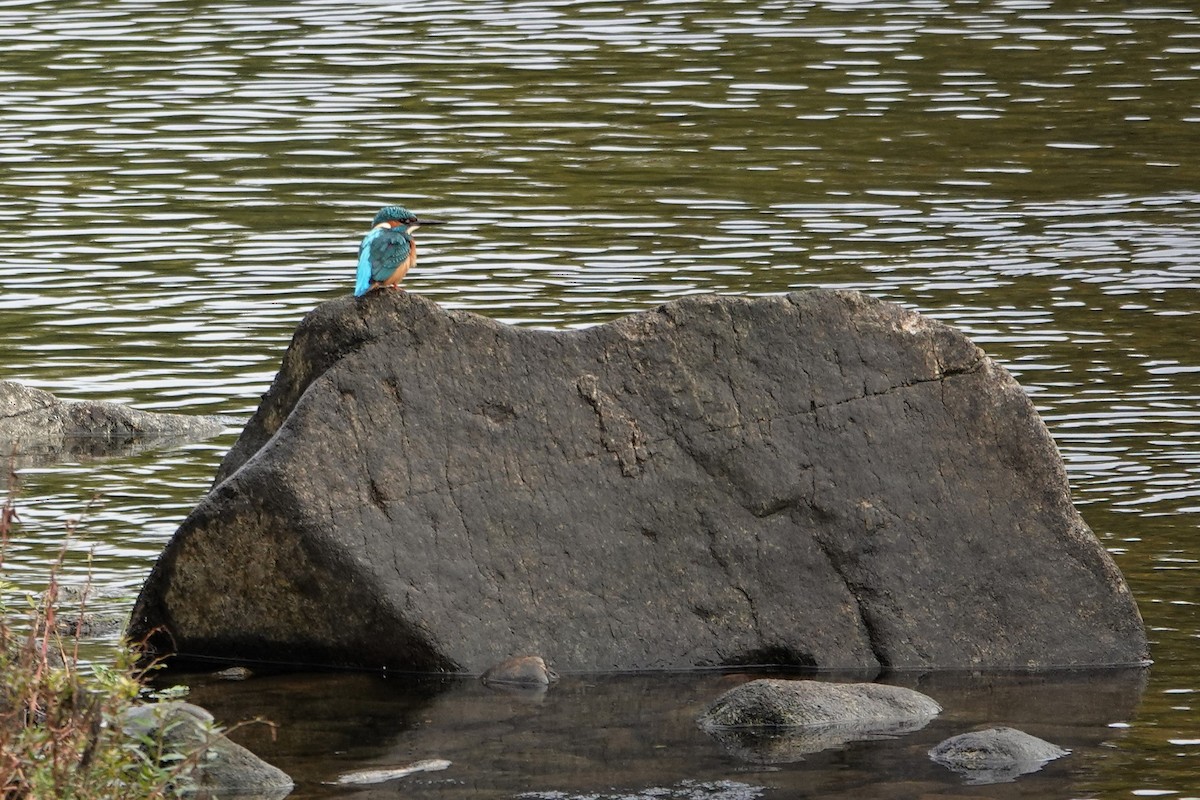Martin-pêcheur d'Europe - ML644758619
