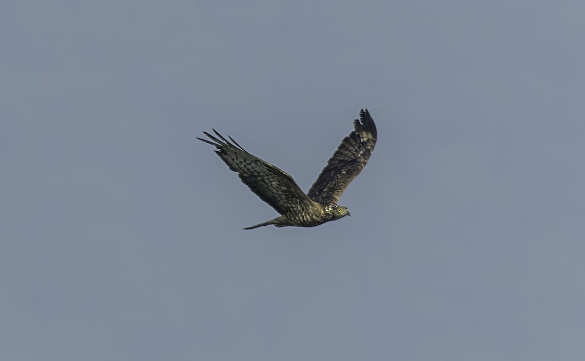 Bondrée orientale - ML644758621