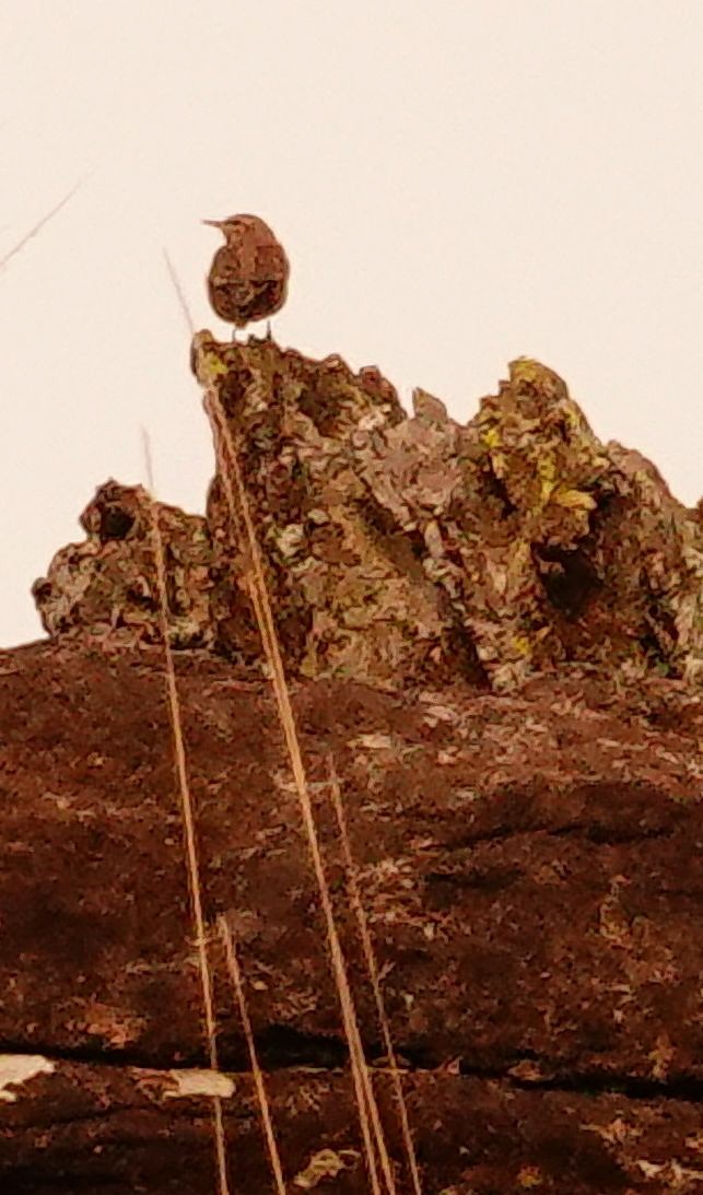 Nicholson's Pipit - ML644758629