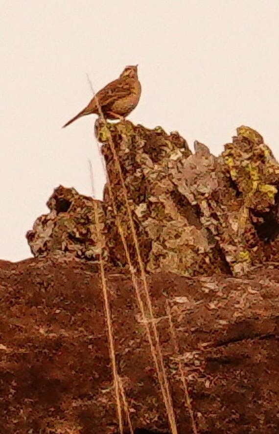 Pipit de Nicholson - ML644758630