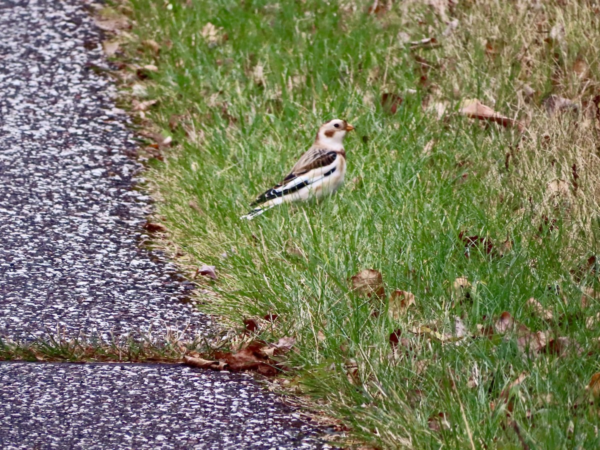 Plectrophane des neiges - ML644758631