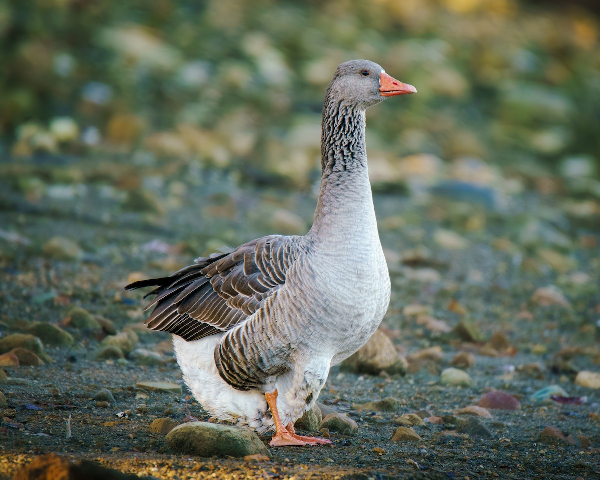 Бор галуу (гаршуулсан) - ML644758633