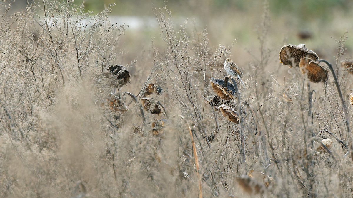 Цагаан хүзүүт хөмрөг - ML644758634