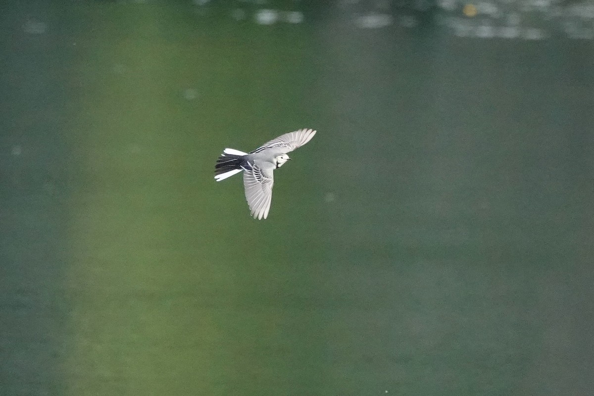 Хөх цэгцгий - ML644758636