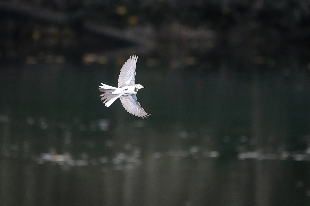 Хөх цэгцгий - ML644758637