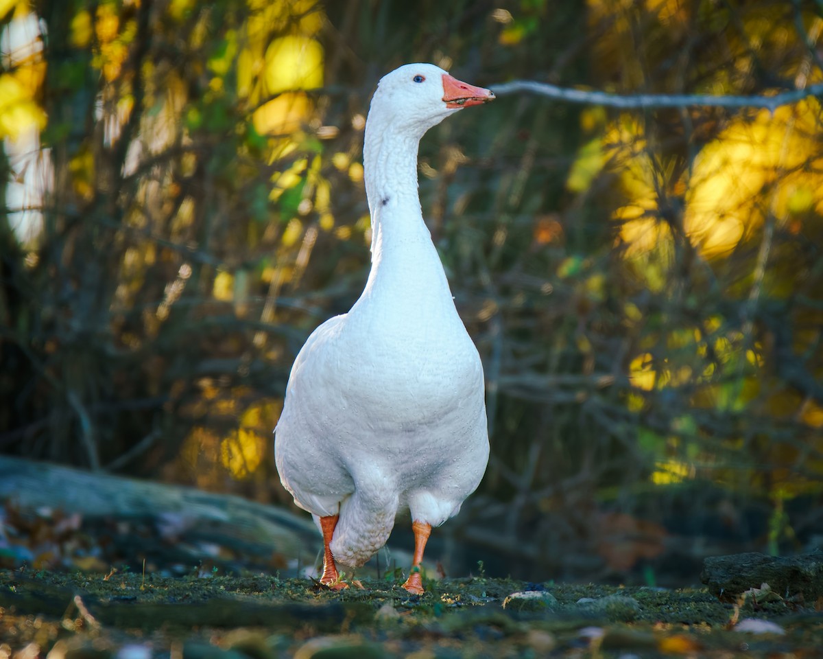 Бор галуу (гаршуулсан) - ML644758638
