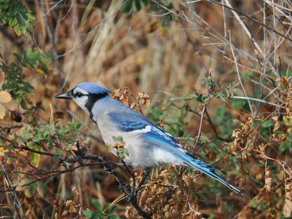 Blue Jay - ML644758645