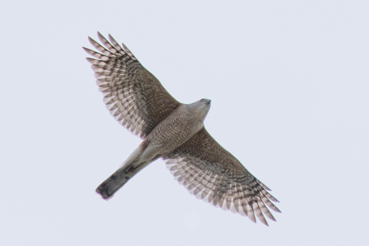 Cooper's Hawk - ML644758646