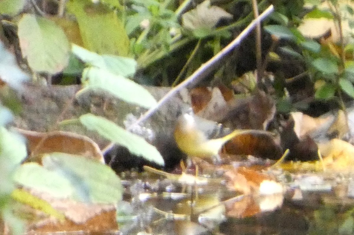 Хөх цэгцгий - ML644758647