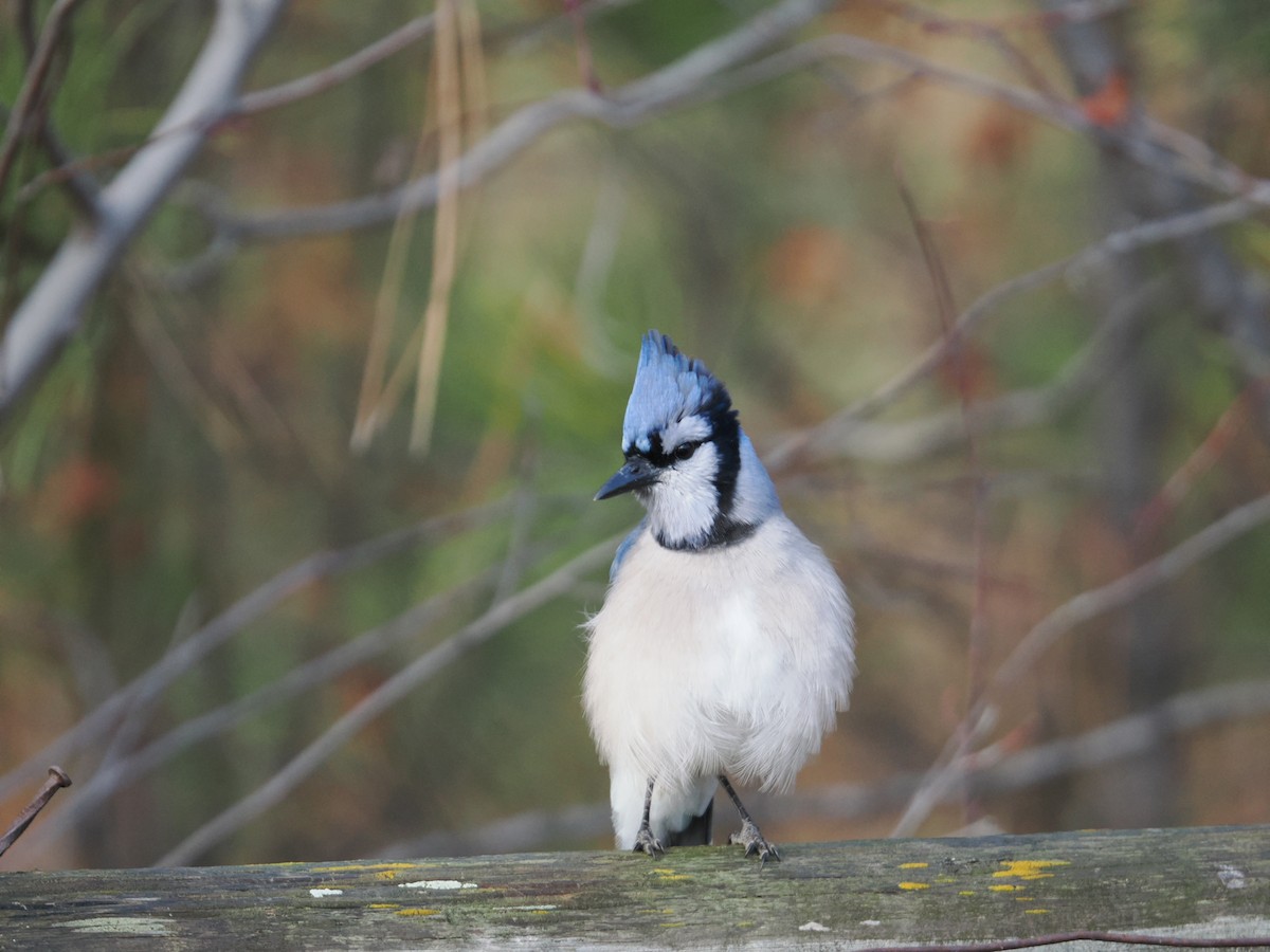 Blue Jay - ML644758648