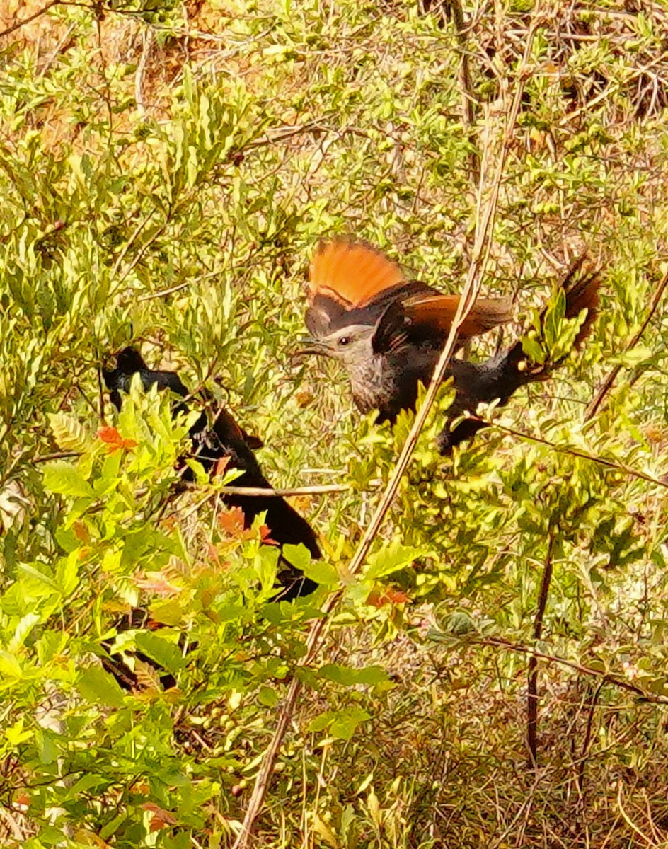 Red-winged Starling - ML644758652