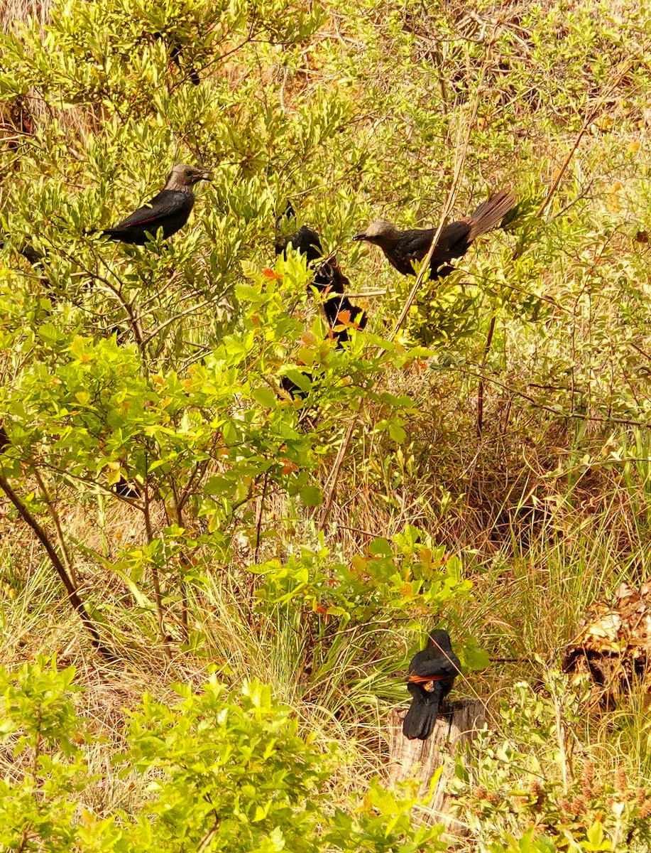 Red-winged Starling - ML644758653