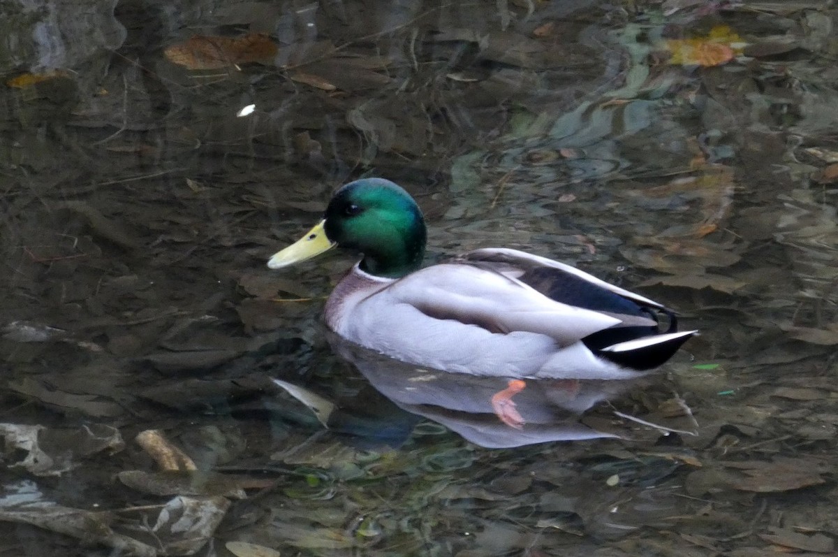 Зэрлэг нугас - ML644758655