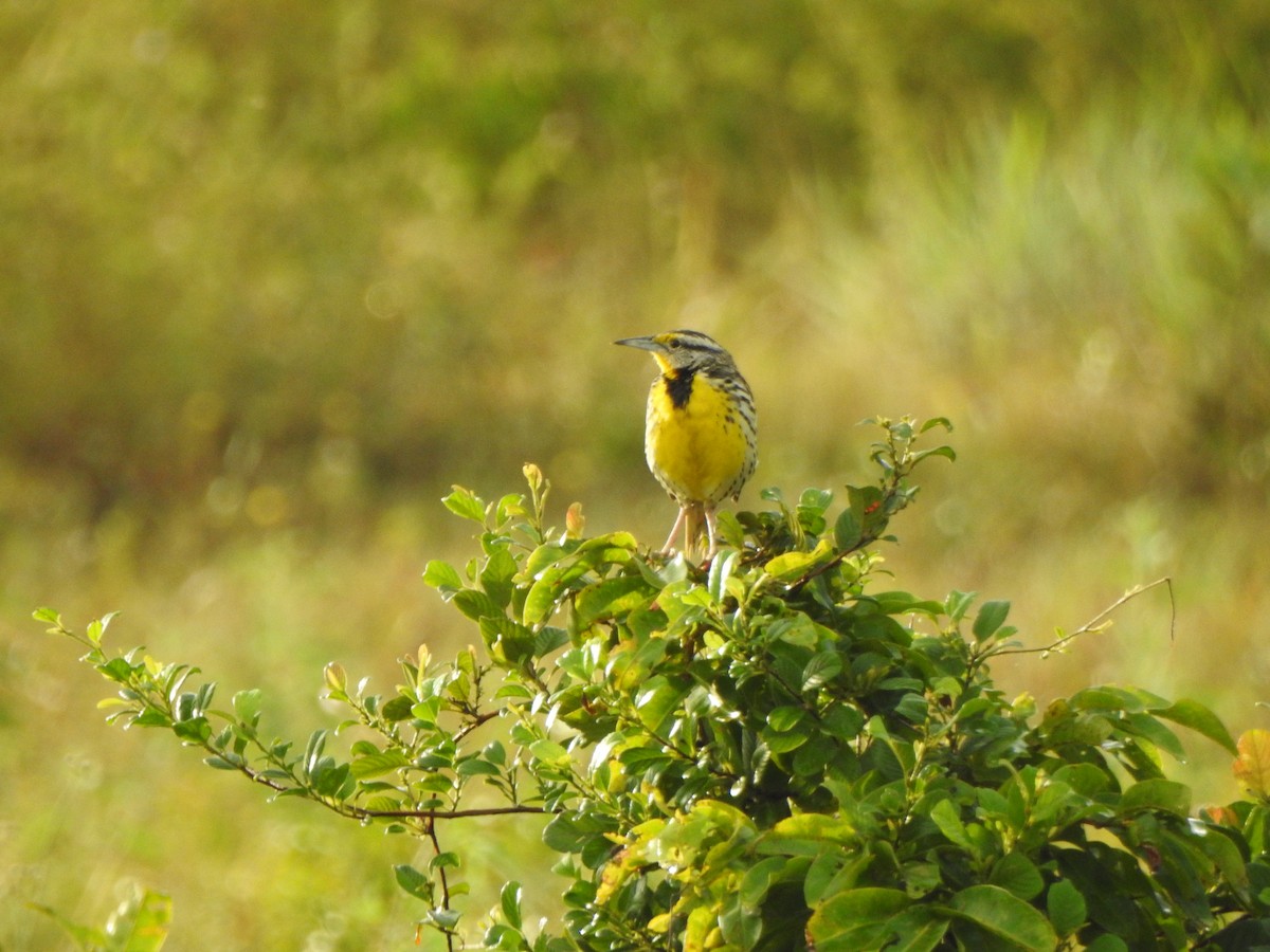 Eastern Meadowlark - ML644758661