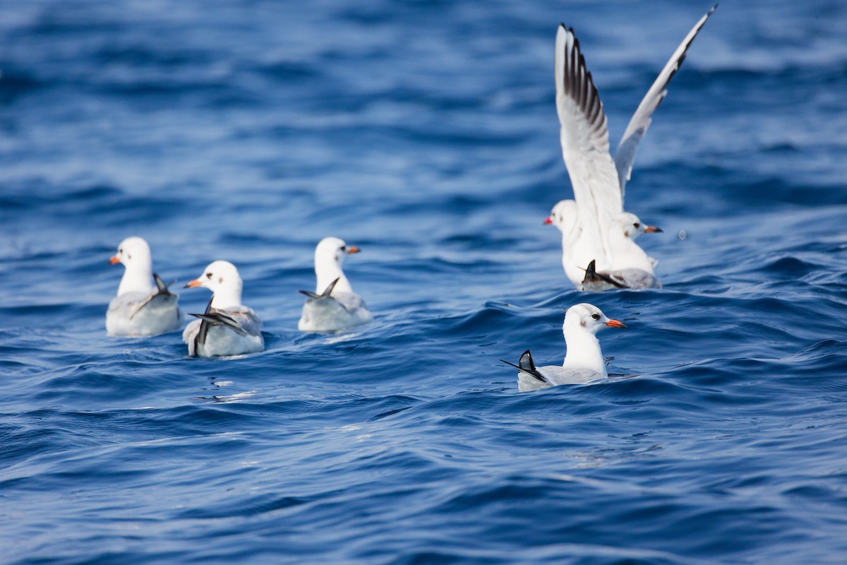 Хүрэн толгойт цахлай - ML644758663