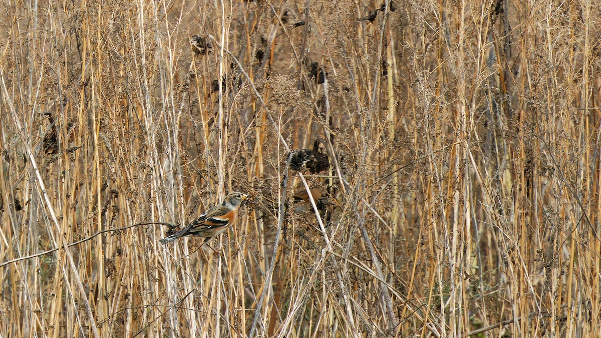 Алаг бужирга - ML644758671