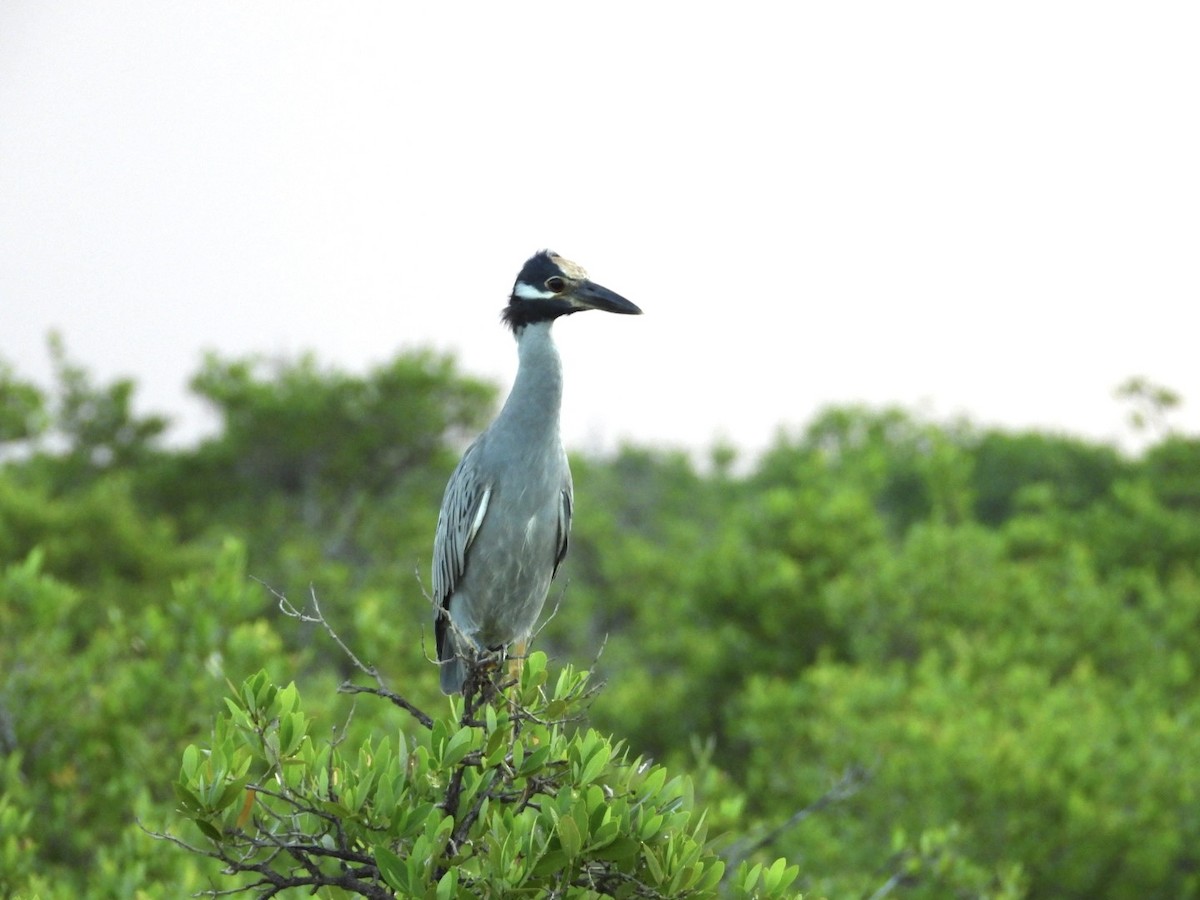 Yellow-crowned Night Heron - ML644758673