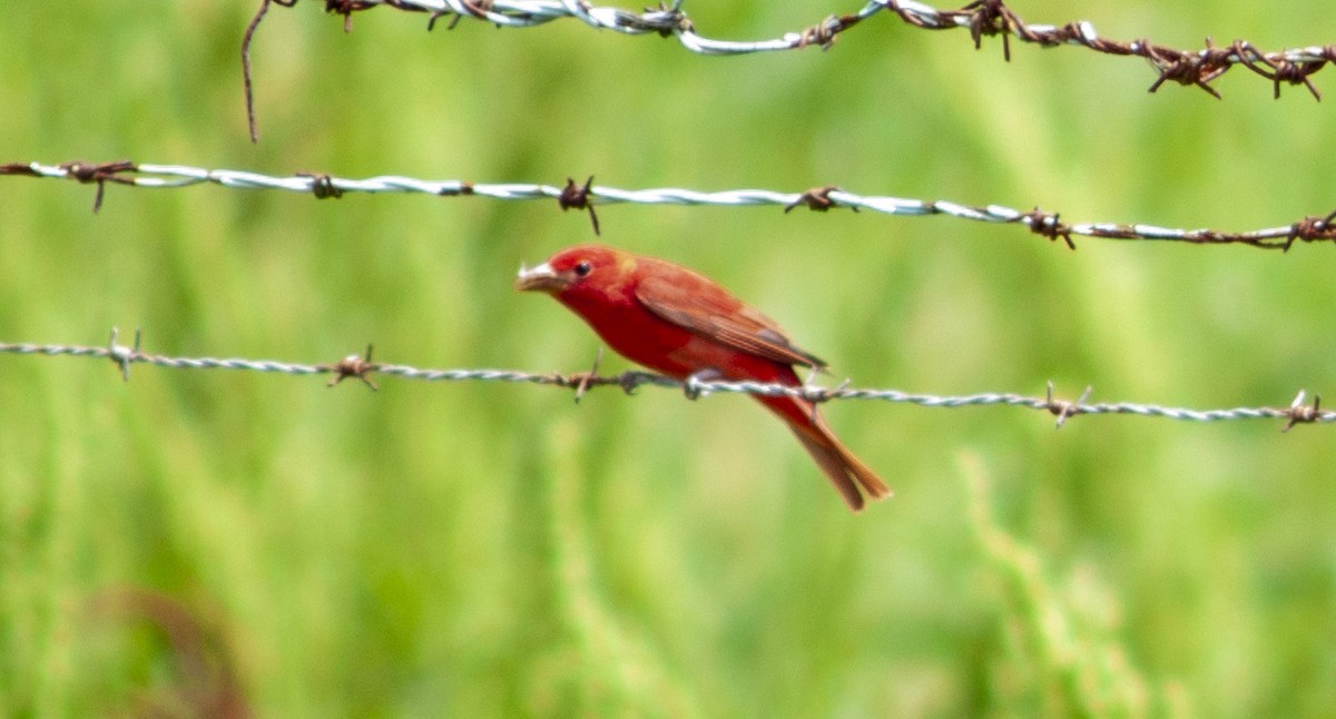 Summer Tanager - ML644758674
