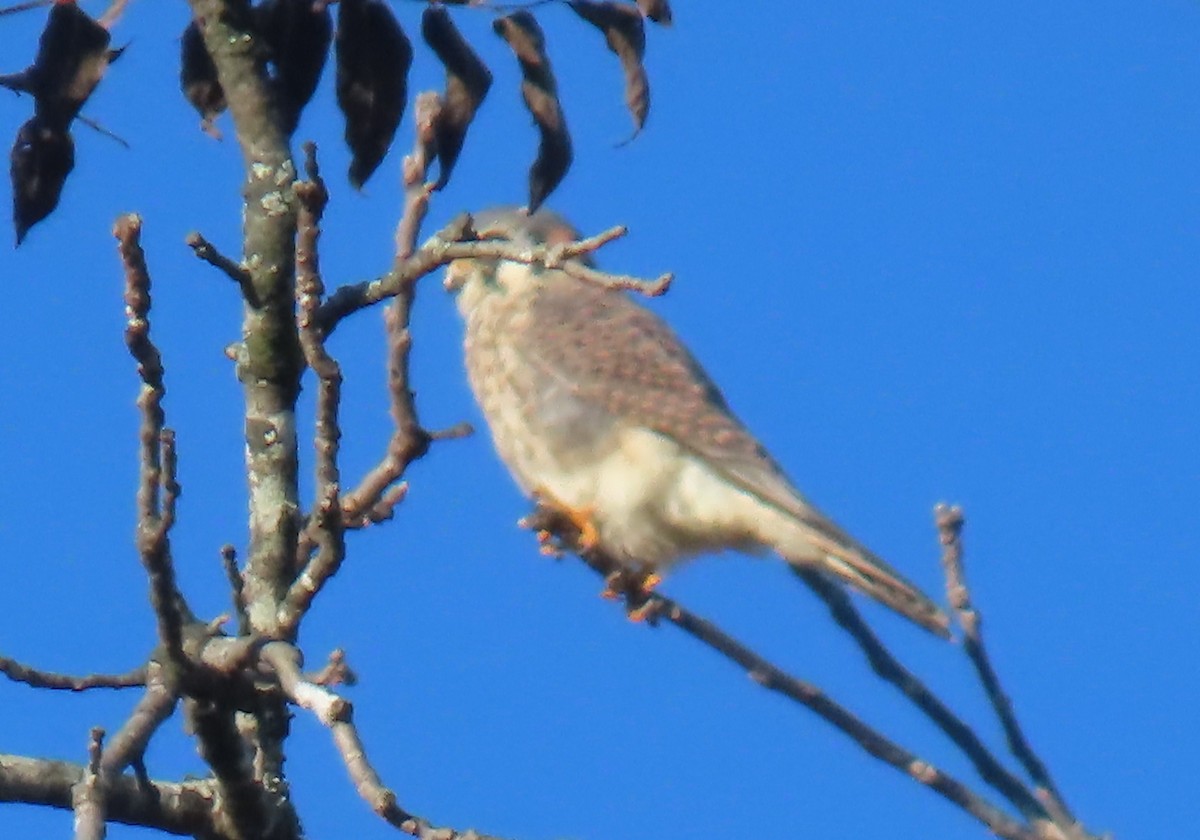 American Kestrel - ML644758675