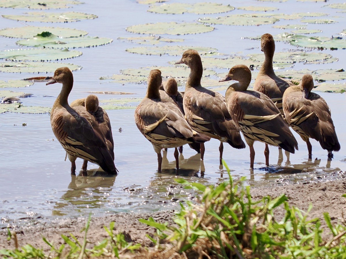 Plumed Whistling-Duck - ML644758678