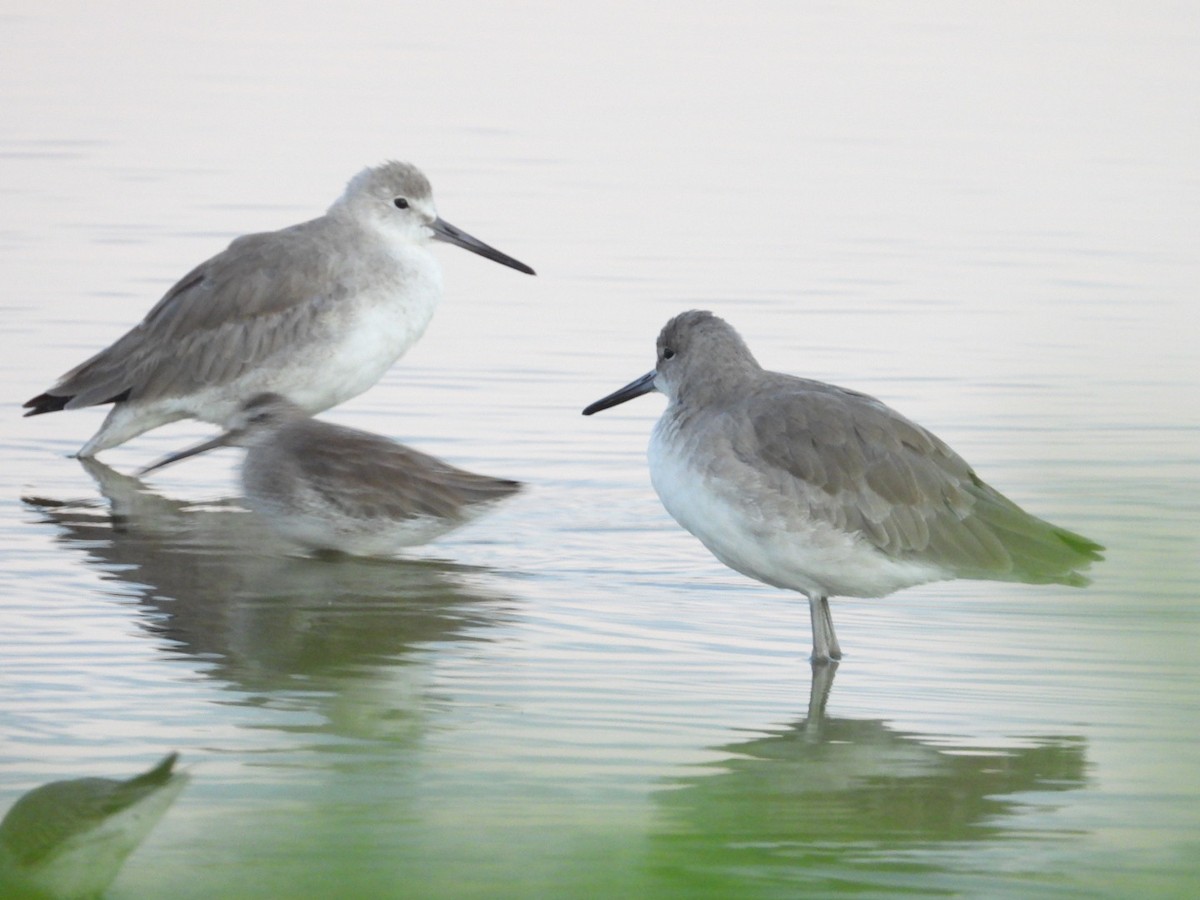 Willet - ML644758680