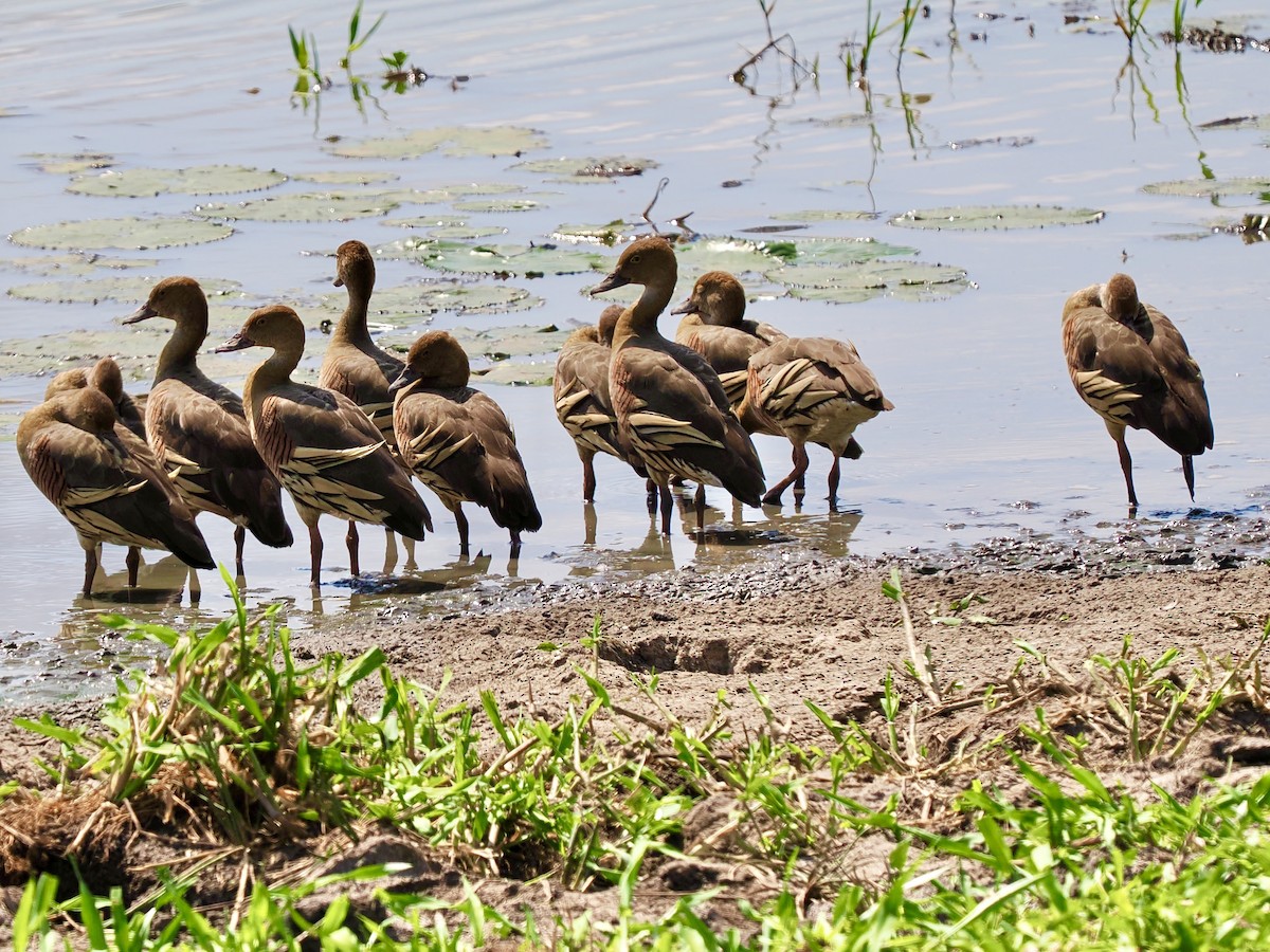 Plumed Whistling-Duck - ML644758682