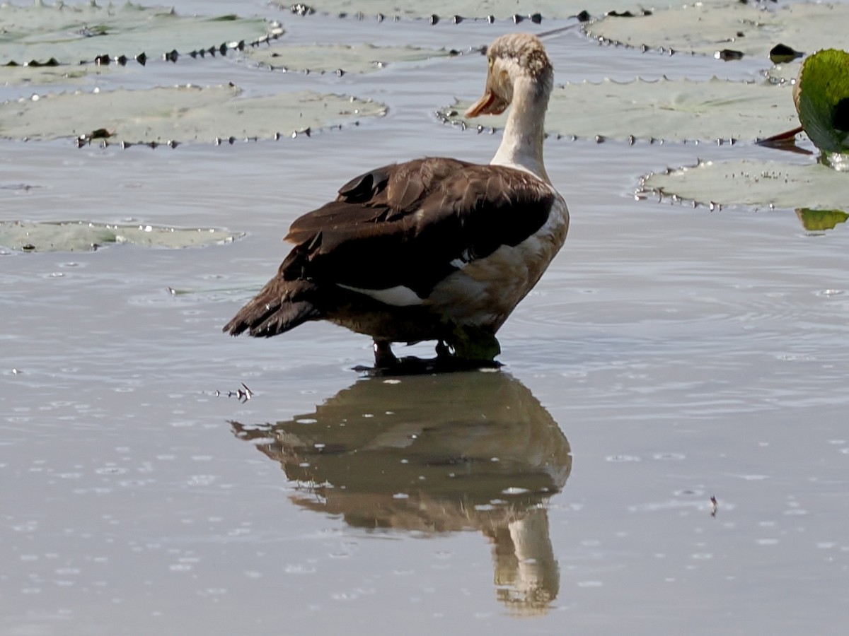 Radjah Shelduck - ML644758685