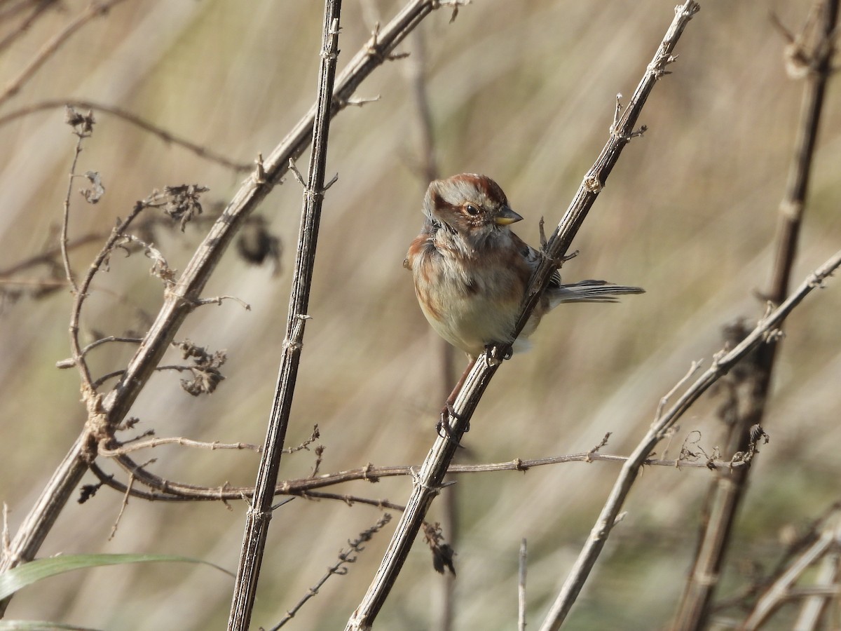 American Tree Sparrow - ML644758687