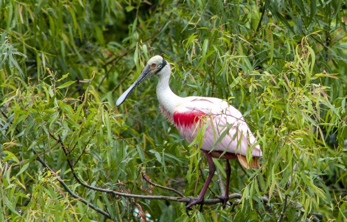 Espátula Rosada - ML644758699